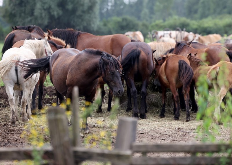 Tragedija kod Križevaca: Kobila ubila veterinarskog djelatnika