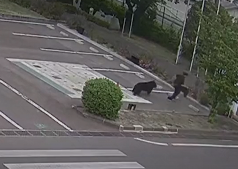 Medvjed napao ljude, sam odvrnuo slavinu da popije vode pa pobjegao kroz prozor tvornice!