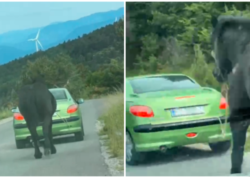 Uznemirujuća snimka iz Senja: Automobilom po cesti vuče – konja!