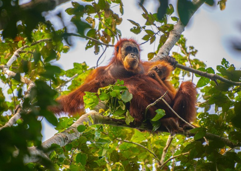 Sve ih je manje: Poplave i klizišta odnijeli desetke rijetkih orangutana