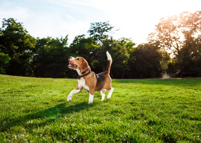 Veterinarska udruga o 'savjetima' s TikToka: 'Ne, ne smijete psima davati ibuprofen'