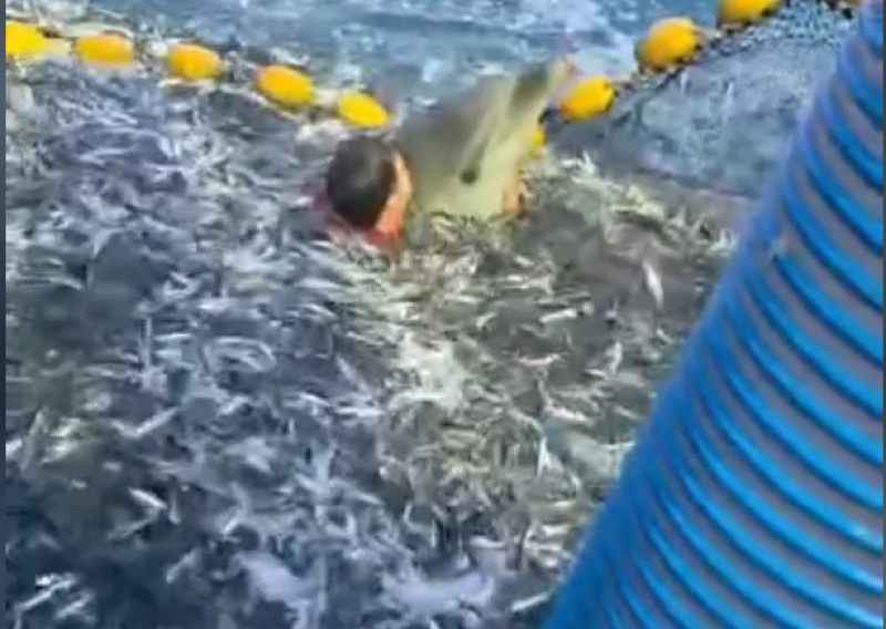 VIDEO Dramatično spašavanje na Jadranu: Ribar bez razmišljanja skočio u mrežu kako bi spasio dupina
