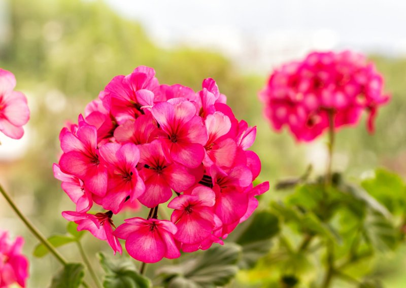 Trik iskusnih vrtlara: Uz ova tri prirodna rješenja pelargonije će cvjetati kao nikad prije