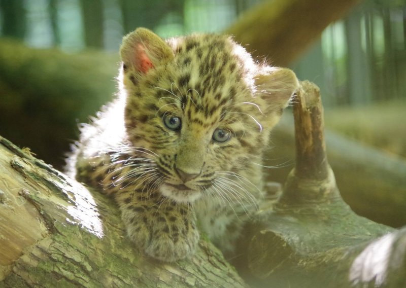 Zoološki vrt ima dvije nove prinove: Pogledajte preslatke mladunce kineskih leoparda