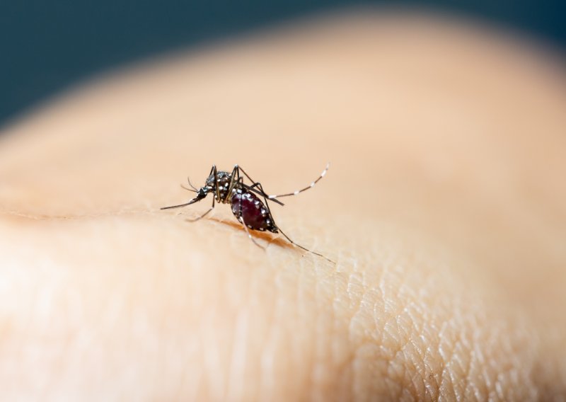 Zašto baš vas 'obožavaju' komarci? Znanost napokon ima prilično jasne odgovore