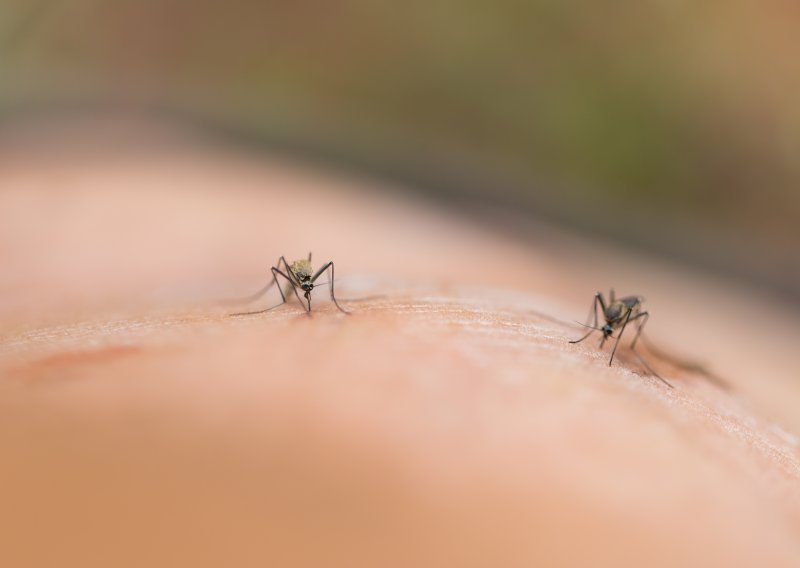 Strahujete od virusa Zapadnog Nila? Ove stvari odmah napravite kod kuće
