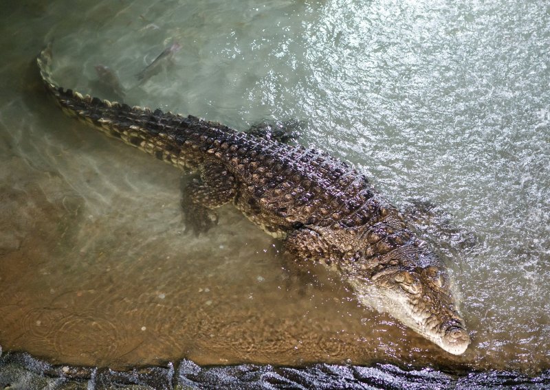 Užas u zoološkom vrtu: Trogodišnjeg dječaka namjerno bacio u nastambu s krokodilima