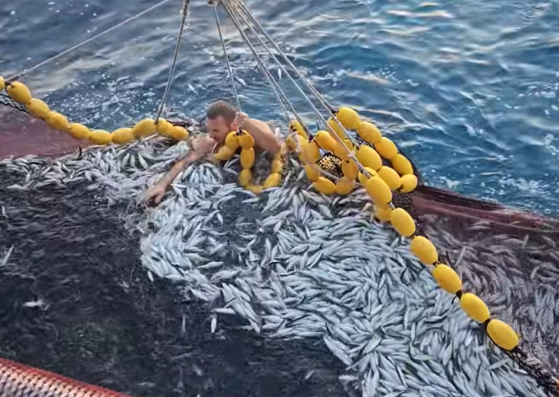 VIDEO Ovo se rijetko viđa: Ribar kod Visa bez razmišljanja skočio u more da bi spasio dupina