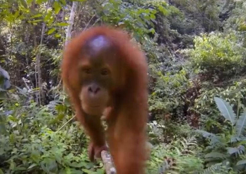 Razigrani orangutani genijalno barataju kamerom