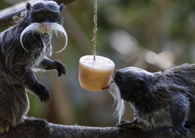 FOTO I njima je vruće: Pogledajte kako se rashlađuju simpatični stanovnici zoološkog vrta