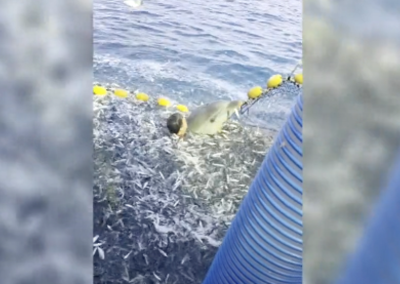 VIDEO Snimka spašavanja dupina postala viralna: 'Plakao je... Čim sam ga taknuo, smirio se'