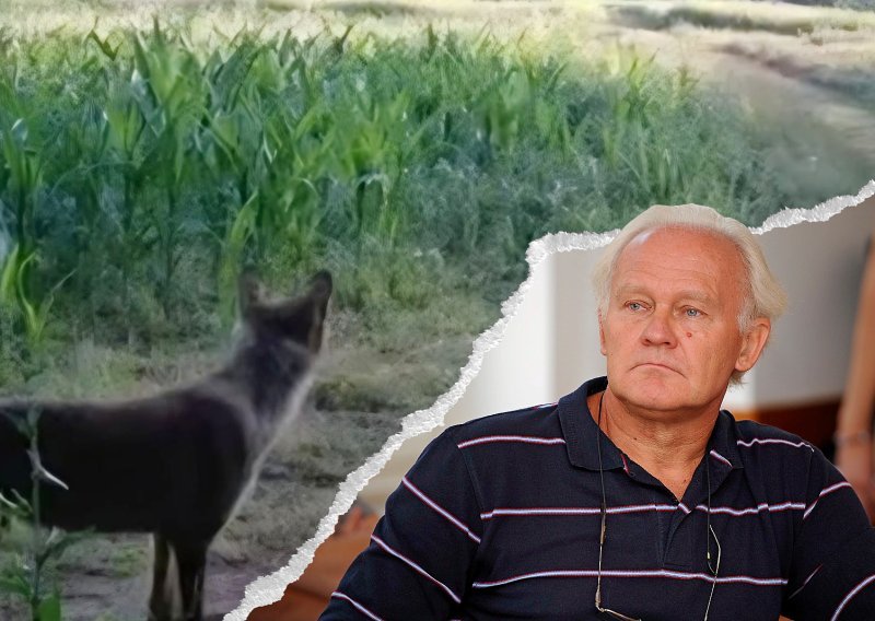 Je li u Zagorju doista viđen vuk i otkud on tamo? Stručnjak otkriva: 'Po glavi i očima to je nešto drugo'