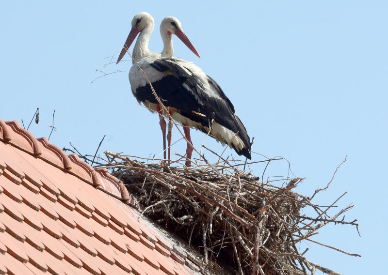 Ovdje ima više roda nego ljudi: Malo hrvatsko selo jedinstveno je u Europi