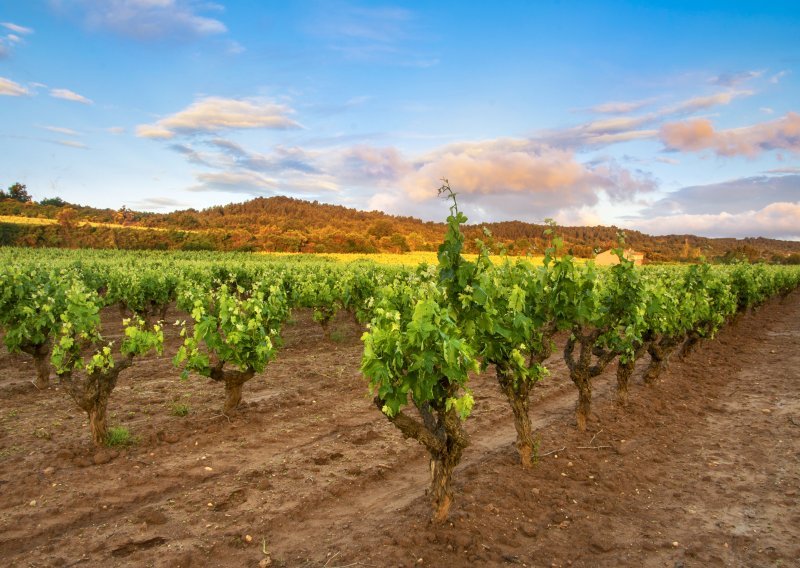 Francuski vinogradari upozoravaju: Visoke temperature i suša smanjuju urod i ubrzavaju berbu
