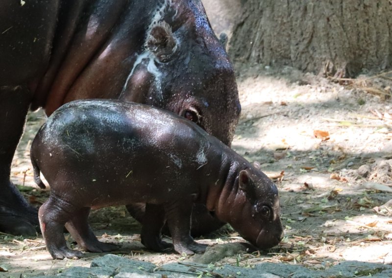 Preslatke vijesti iz zagrebačkog ZOO-a: Na svijet došlo mladunče ugroženih patuljastih vodenkonja