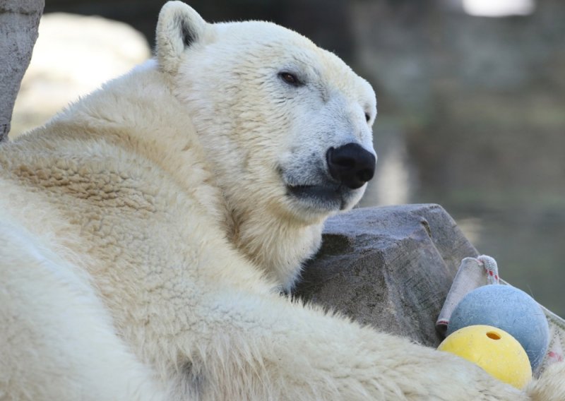 Uginula Larissa, najstarija ženka polarnog medvjeda na svijetu