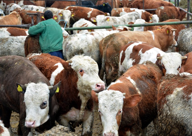 Veterinari upozoravaju: Natječaj Ministarstva poljoprivrede od 20 milijuna eura kompromitiran