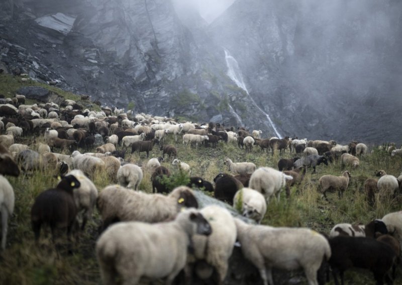 Grom ubio skoro 100 ovaca u Švicarskoj