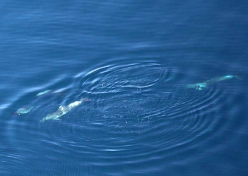 Desetmetarski kit viđen kod Poreča