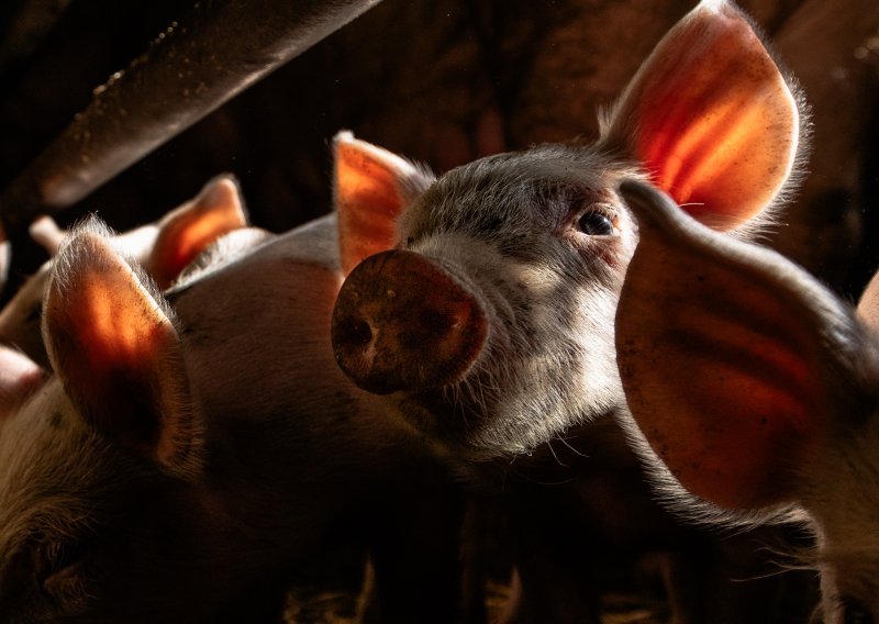 Svinjska kuga prijeti: Imamo li dovoljno veterinarskih inspektora?