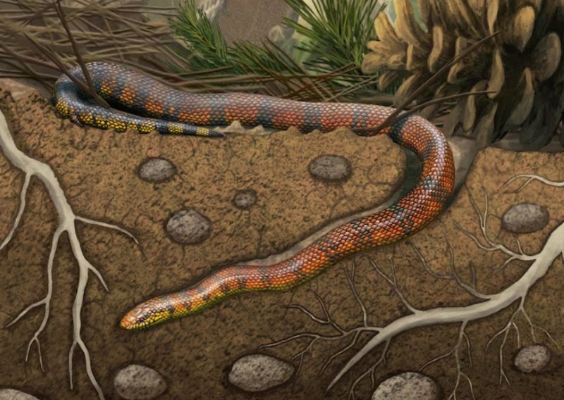 Fosil zmije iz doba dinosaura otkrio veliku tajnu njihove evolucije