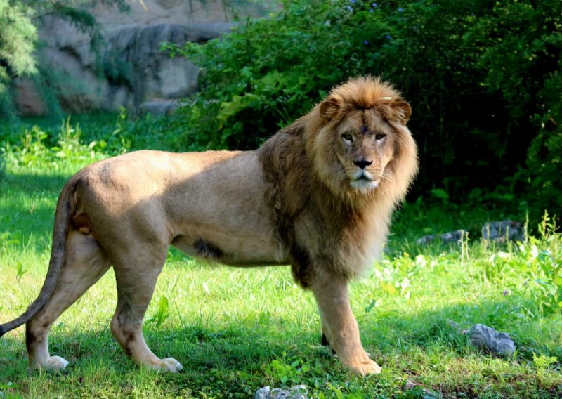 Maksimir ima novog 'kralja životinja': U ZOO stigao mladi par afričkih lavova