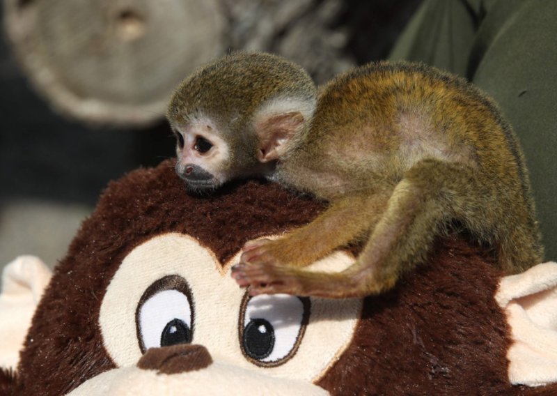 Majmunčič Punch rastopio svijet ljubavi prema plišanom orangutanu, danas slavi prvi rođendan