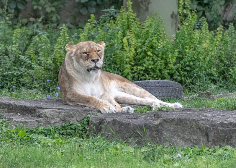 Tuga u zagrebačkom ZOO-u: Lav napao i usmrtio lavicu