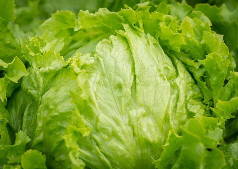 Gomilaju se problemi: Salata im je poskupjela, a uzrokuje i neugodnu zarazu