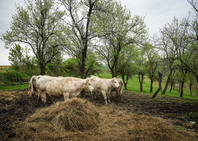 Tri osobe oboljele od bruceloze u Hercegbosanskoj županiji