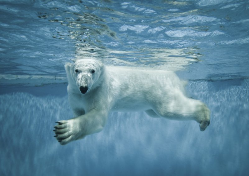 Uspavali posljednjeg polarnog medvjeda u Africi