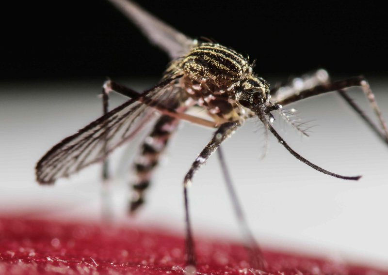 U našem susjedstvu otkriven virus za koji nema cjepiva ni lijeka