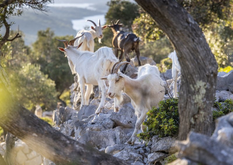 Dalmacija gori, a rješenje možda pase po kršu: Može li ova životinja zaustaviti širenje požara?