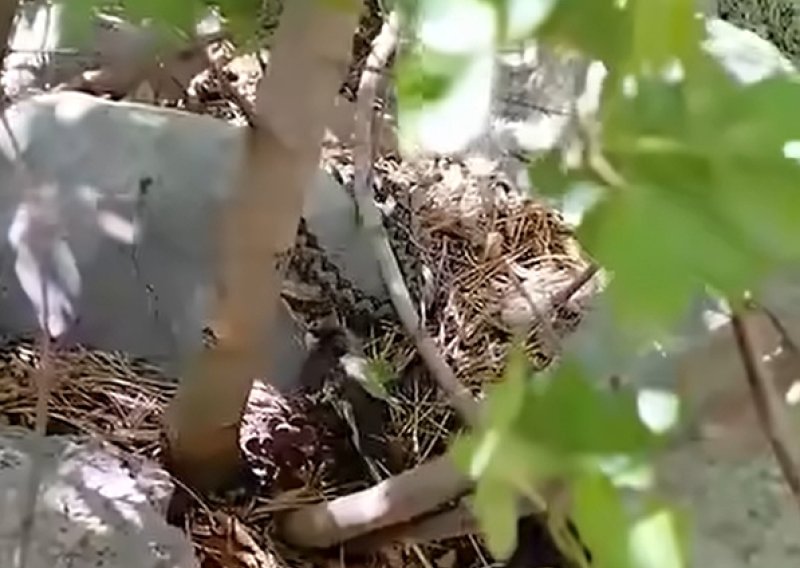 VIDEO Poskok na Velebitu uživa u jedenju ptice: 'Priroda nije uvijek nježna'