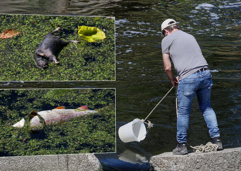 FOTO Pogledajte šokantne snimke pomora riba u Savi: Hrvatske vode na terenu