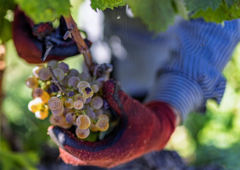Je li suša vinogradarima pomrsila planove? 'Manje je grožđa, ali...'