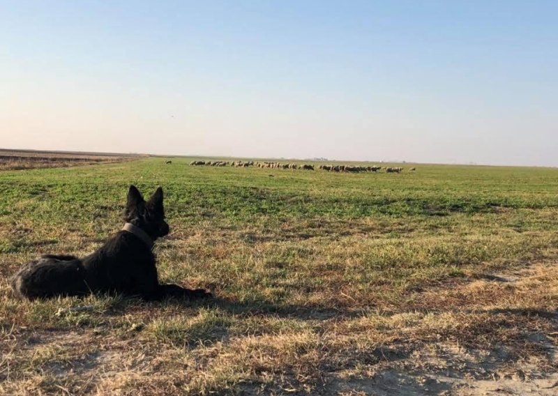 Razgovarali smo sa Slavoncem čiji je oglas za posao postao hit: 'Javilo mi se više od tisuću ljudi'