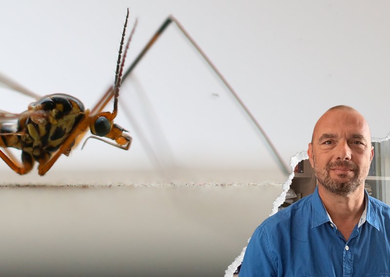 Širi se virus Zapadnog Nila: Stručnjak objašnjava zašto raste rizik i kako se zaštititi