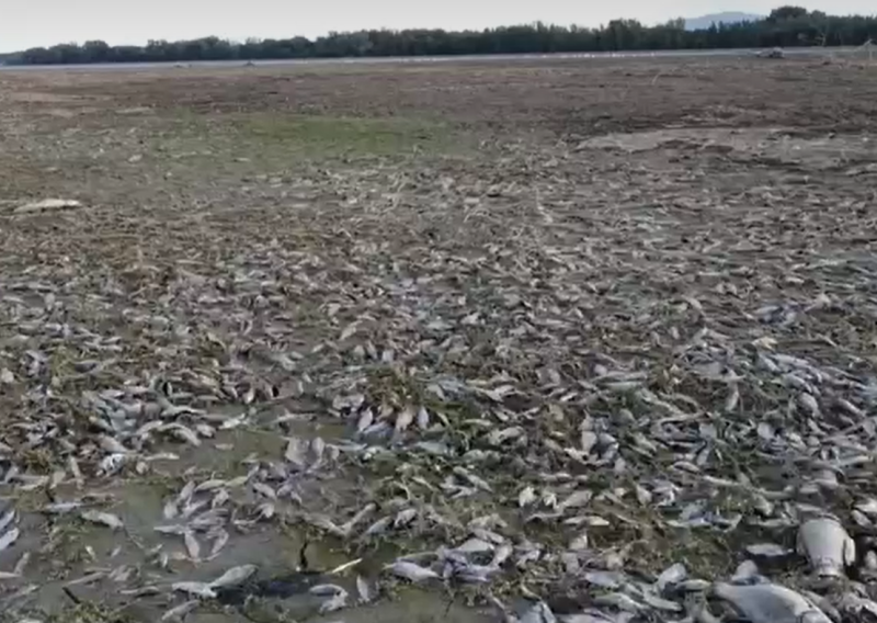 Masovni pomor riba na sjeveru Hrvatske: Dron snimio razmjere katastrofe