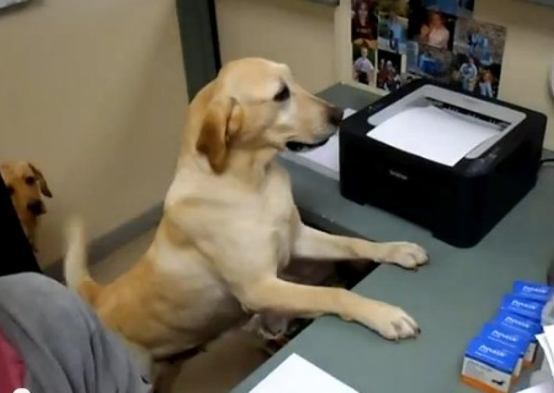 Pogledajte pametnog psa koji radi u uredu