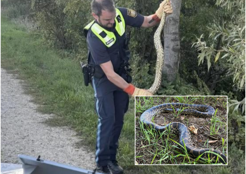 Anakonda pronađena na obali Dunava: Žena ju uočila dok se sunčala