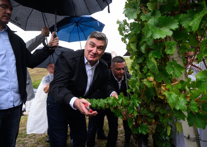 FOTO/VIDEO Ni kiša ih nije zaustavila: Milanović s diplomatima brao grožđe na Plešivici