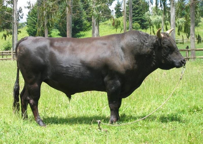Napaljeni bik prešao pola Velebita da dođe do krava
