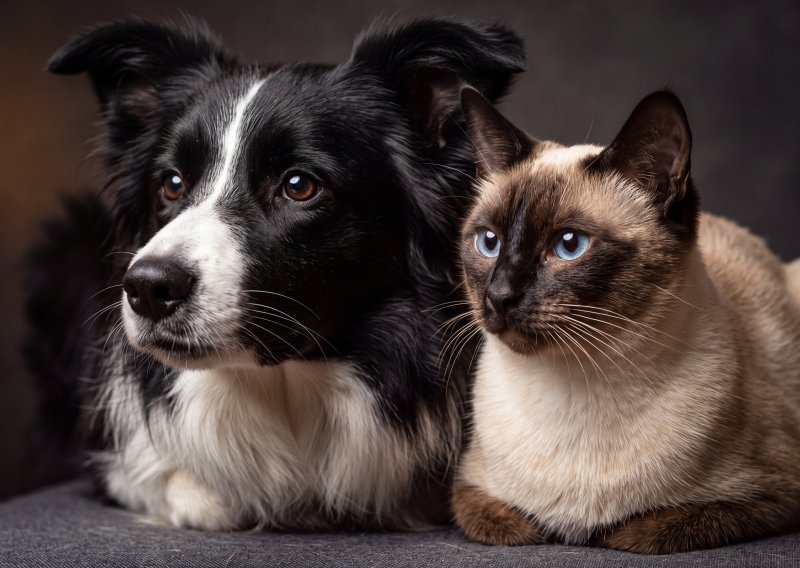 Jeste li 'dog' ili 'cat person'? Odgovor otkriva više o vama nego što mislite