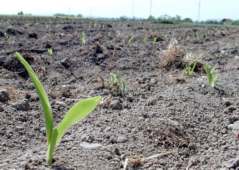 Suša poharala sjever Hrvatske: Proglašena prirodna nepogoda