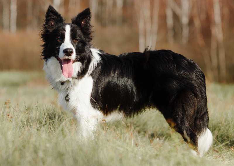 Imate border collieja? Evo kako ga zabaviti prije nego što vaš namještaj postane njegova igračka