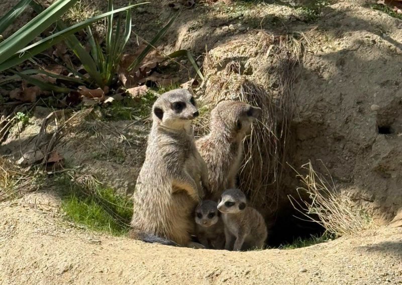 Veselje u zagrebačkom ZOO-u: Bogatiji su za dva mladunca merkata