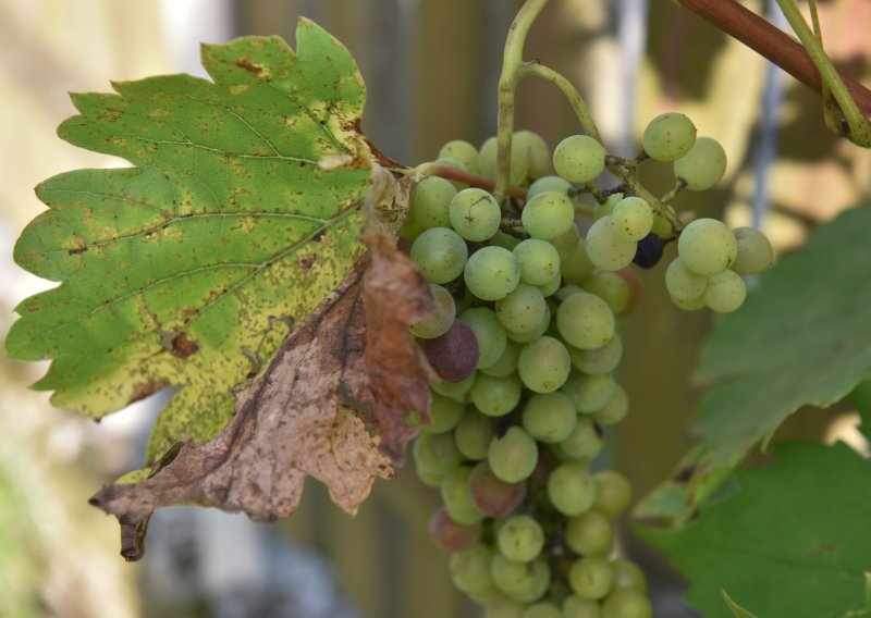 Ozbiljna prijetnja vinogradima: Zbog opasne bolesti naređeno krčenje trsova