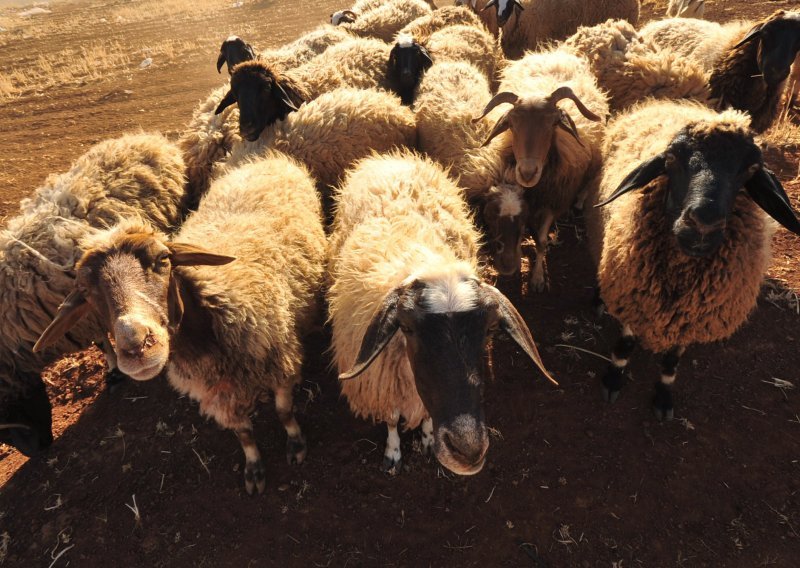 Tri tisuće mladih Talijana otišlo u pastire