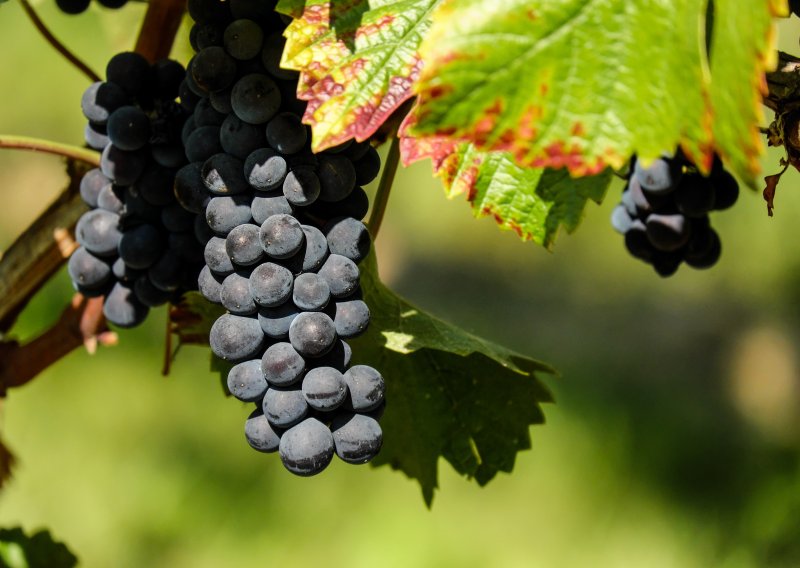 Sinj upozorio vinogradare oko opasne bolesti: Evo što napraviti u slučaju zaraze